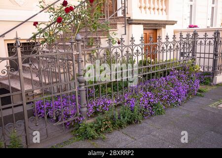 flowers in front of a Wilhelminian style house on Arndtstrasse in the district Suedstadt, Bonn, North Rhine-Westphalia, Germany.  Blumen vor einem Gru Stock Photo