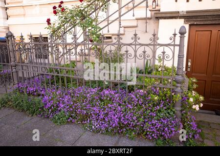 flowers in front of a Wilhelminian style house on Arndtstrasse in the district Suedstadt, Bonn, North Rhine-Westphalia, Germany.  Blumen vor einem Gru Stock Photo