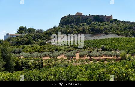 Montesa castle located on hillside against blue sky view, church and museum inside, agricultural field with olive trees. Montesa is municipality in th Stock Photo