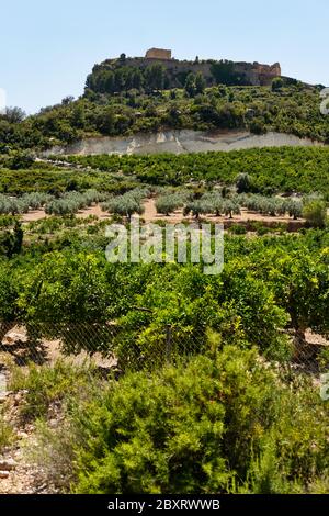 Montesa castle located on hillside against blue sky view, church and museum inside, agricultural field with olive trees. Montesa is municipality in th Stock Photo