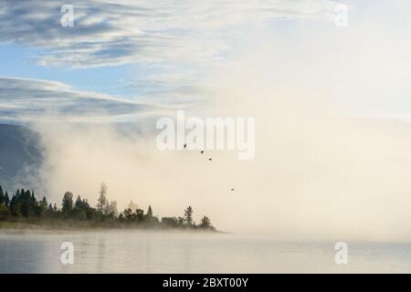 Altai, Kazakhstan. Misty morning on Yazevoe Lake. Cormorants fly over the water. Stock Photo