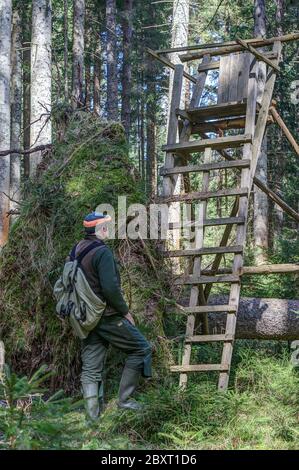 Hunter checks his high seat after the storm. He was lucky again because the fallen fir tree with its big roots just missed his high seat only slightly Stock Photo