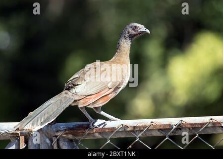 Closeup of Gray-headed Chachalaca (Ortalis cinereiceps) Perching on a fence in Panama. Stock Photo