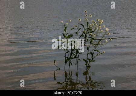 Detail of a very small waves of the water in a dam, with a growing and blooming wild plant. Dam (reservoir) Kunov, Slovakia. Stock Photo