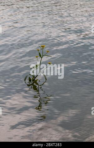 Detail of a very small waves of the water in a dam, with a growing and blooming wild plant. Dam (reservoir) Kunov, Slovakia. Stock Photo