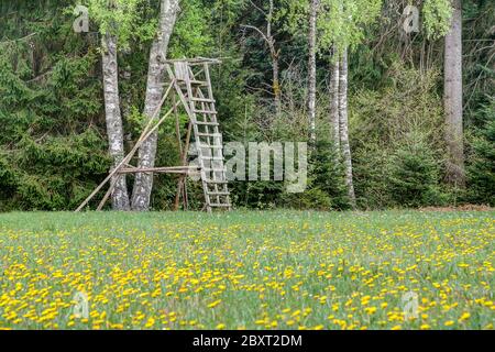 Spring has arrived in the hunting ground. In front of the hunter's high seat the meadow shines yellow from the dandelion flowers. Stock Photo