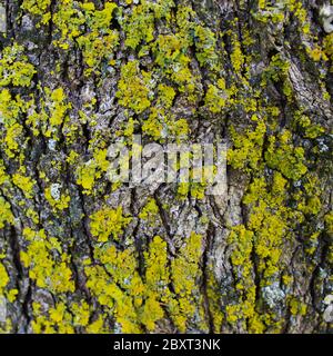Tree Fungi. Yellow mold on the tree bark. Texture. Beja, Portugal. Stock Photo