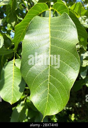 Walnut tree leaf on the tree Stock Photo