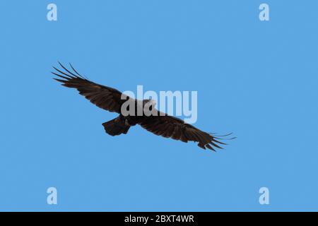 Carrion crow (Corvus corone) in flight against blue sky Stock Photo