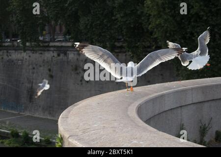 seagulls in the city of Rome, Italy Stock Photo