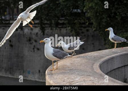 seagulls in the city of Rome, Italy Stock Photo