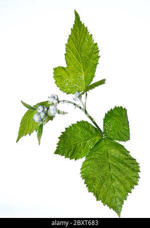 Green Blackberries. Unripe fruit. A twig with green leaves. Forest fruits. Wild nature. Blackberries on a white background. Isolated from background. Stock Photo