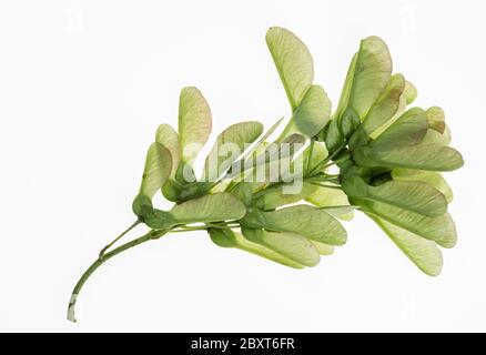 Several maple seeds. Tree seeds in stalks. Photo on a white background. Green twig with seeds. Common vegetation. Isolated from background. Stock Photo