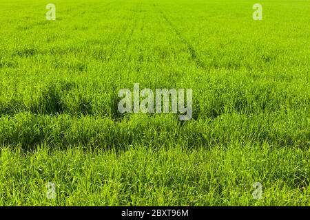 Sown green field on a farm in summer season Stock Photo