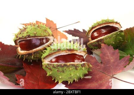 Chestnuts on autumn leaves Stock Photo