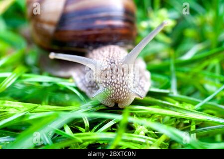 snail on a green grass Stock Photo