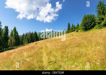 meadows on the hill of mountain in summer. idyllic landscape on a sunny day. beech and spruce trees around the wide glade Stock Photo