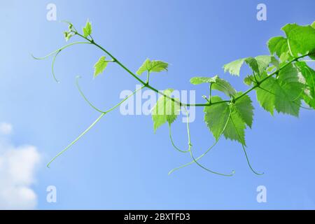 vine leaves and tendrils with blue sky background Stock Photo