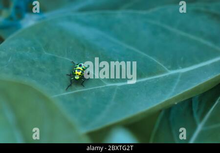 The insects of the beetle family Chrysomelidae are commonly known as leaf beetles. Stock Photo