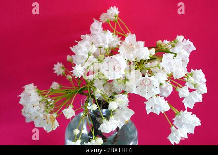 Bouquet of delicate white and pink flowers of Mountain Laurel (Kalmia Latifolia) Stock Photo