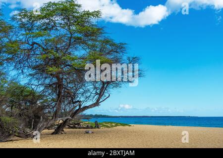 A view of Big Beach with sand and trees on the Hawaiian Island of Maui. Stock Photo