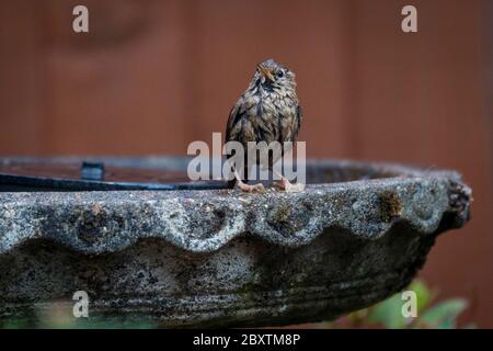 London, UK.  8 June 2020.  UK Weather - A wren (Troglodytes), Britain's smallest bird, visits a bird bath in a suburban garden in north west London. Credit: Stephen Chung / Alamy Live News Stock Photo