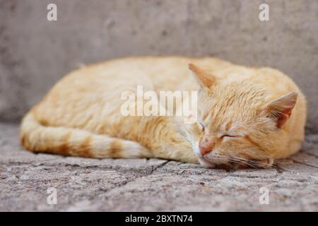 Homeless ginger cat sleep on a stone floor outdoors in a summer day Stock Photo