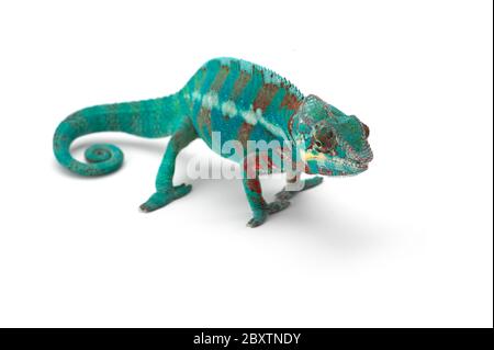 Blue lizard Panther chameleon isolated on white background Stock Photo