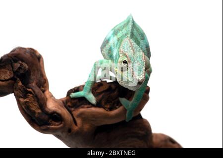 Blue lizard Panther chameleon isolated on white background Stock Photo