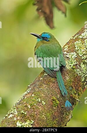 Keel-billed Motmot (Electron carinatum) adult perched on branch  Panacam, Honduras      February 2016 Stock Photo