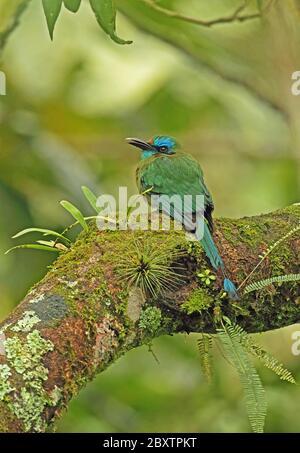 Keel-billed Motmot (Electron carinatum) adult perched on branch  Panacam, Honduras      February 2016 Stock Photo