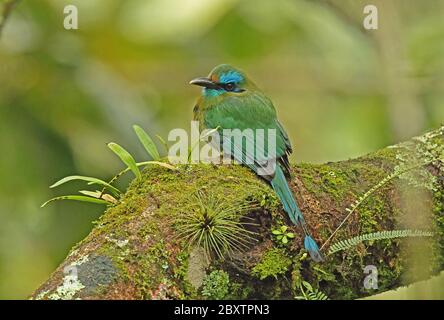 Keel-billed Motmot (Electron carinatum) adult perched on branch  Panacam, Honduras      February 2016 Stock Photo