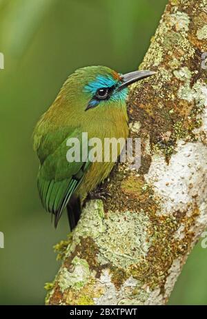 Keel-billed Motmot (Electron carinatum) close up of adult perched on branch  Panacam, Honduras      February 2016 Stock Photo