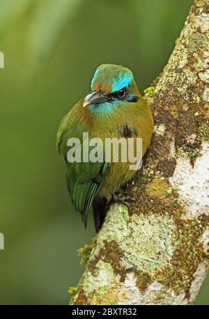 Keel-billed Motmot (Electron carinatum) close up of adult perched on branch  Panacam, Honduras      February 2016 Stock Photo