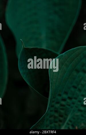 Hosta plant. Green leaves. Natural green background. Large large leaves of a garden plant. Stock Photo