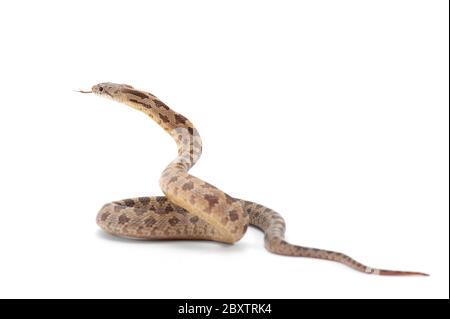 Snake Stock Photos & Images ~ Royalty Free Snake Images | Pond5
