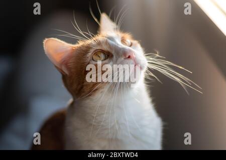 Close-up of white cat and brown yellow eyes looking up in a light and shadow environment. Stock Photo