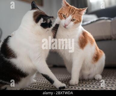 two domestic cats plays in a living room Stock Photo