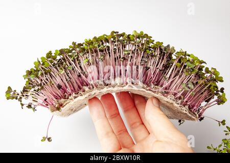 micro greens with red cabbage, close-up. Stock Photo