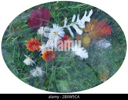 Leaves, flowers, grass under ice Stock Photo