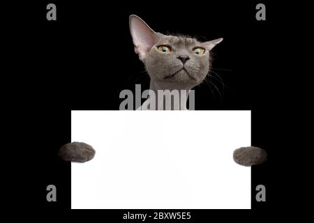 Portrait of Sphynx Cat Hold Blank Card and Pity Looking in Camera Isolated on Black Background Stock Photo