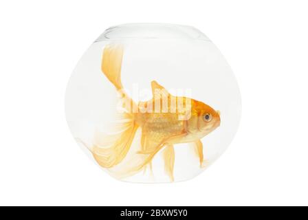 A golden fish in aquarium Stock Photo