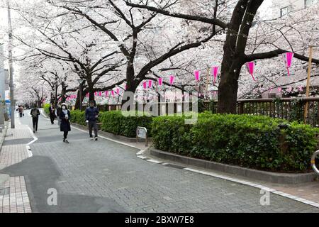 People walking in the street in Meguro neighborhood, during cherry blossom season in Tokyo, Japan Stock Photo