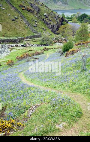 Bluebells in Rannerdale, Cumbria, UK Stock Photo