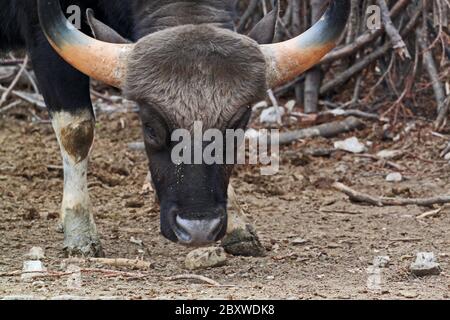 Bos gaurus. The gaur is the largest bovine and is native to South Asia and Southeast Asia. Stock Photo