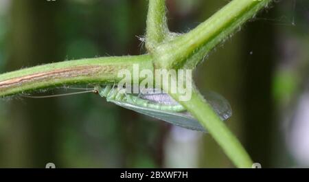 Magheralin, County Armagh, Northern Ireland. 08 June 2020. UK weather- increasing cloud cover towards dusk, but mild with lots of aphids in the garden. A green lacewing (Chrysopidae) on the stem of clematis. Credit: CAZIMB/Alamy News. Stock Photo