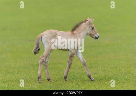 Przewalski horse foal with his mother in a pasture in a wildlife park Stock Photo