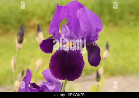a beautiful purple bearded iris flower closeup and a green background in the flower garden in springtime in holland Stock Photo