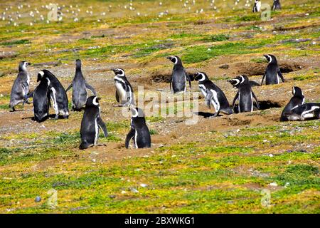 A colony of  small cute, Magellanic Penguins enjoying the sun. The penguins are found on  Magdalena Island near Punta Arenas, Chile. Stock Photo