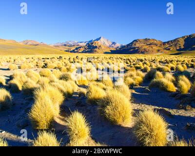 High peaks and typical grass clumps in Cordillera de Lipez, Andean Altiplano, Bolivia, South America. Stock Photo